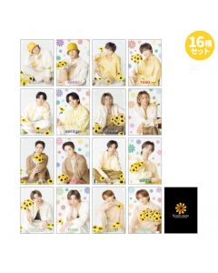 SUNFLOWER Photocard set of 16